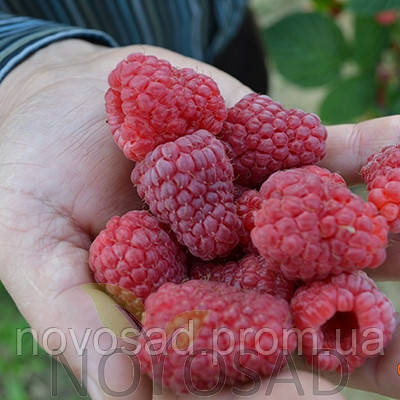 Малина "Соколіца" (Sokolica Raspberry), фото 1