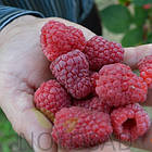 Малина "Соколіца" (Sokolica Raspberry)
