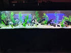 Кущ довгий 35 см, водорості для акваріума, штучна рослинність, фото 7