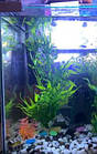 Кущ довгий 35 см, водорості для акваріума, штучна рослинність, фото 10