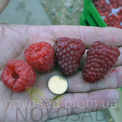 Малина Ляшка (Laszka Raspberry), фото 1