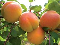 Саженцы абрикоса Крымский Амур (средне поздний)