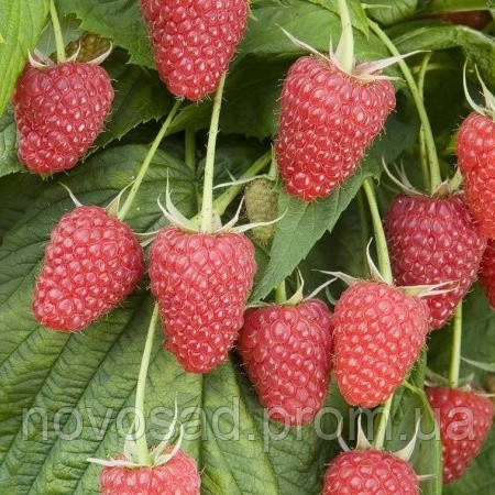 Малина "Радзієва"(Radziejowa Raspberry), фото 1