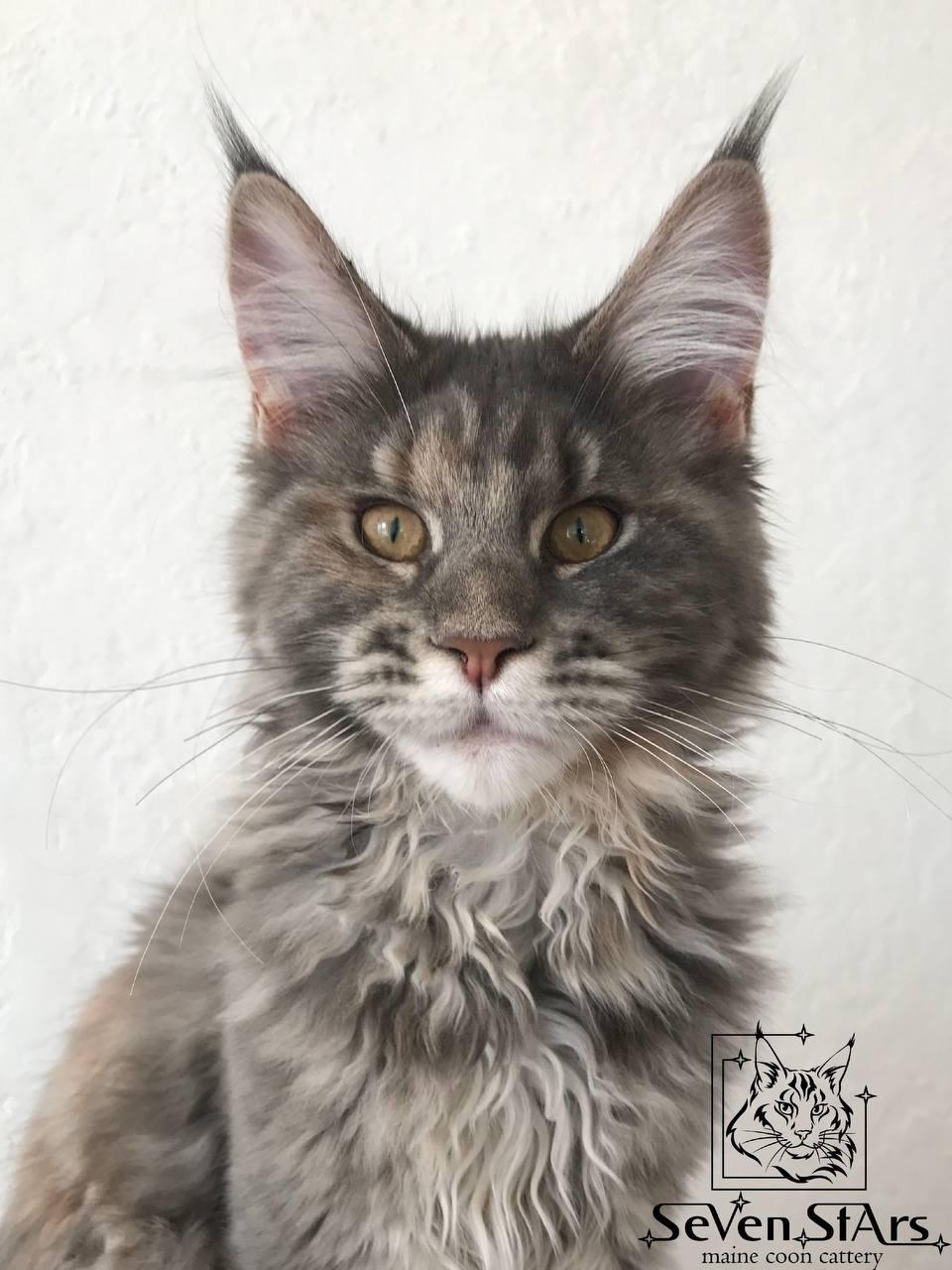 Котенок породы Мэйн-кун это самая крупная из домашних кошек Maine Coon Мейн-кун - фото 1 - id-p1425745219