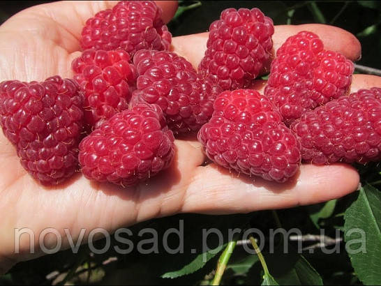 Малина "Мапема" (Mapema Raspberry)