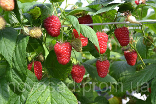 Малина "Енросадіра" (Enrosadira Raspberry), фото 1