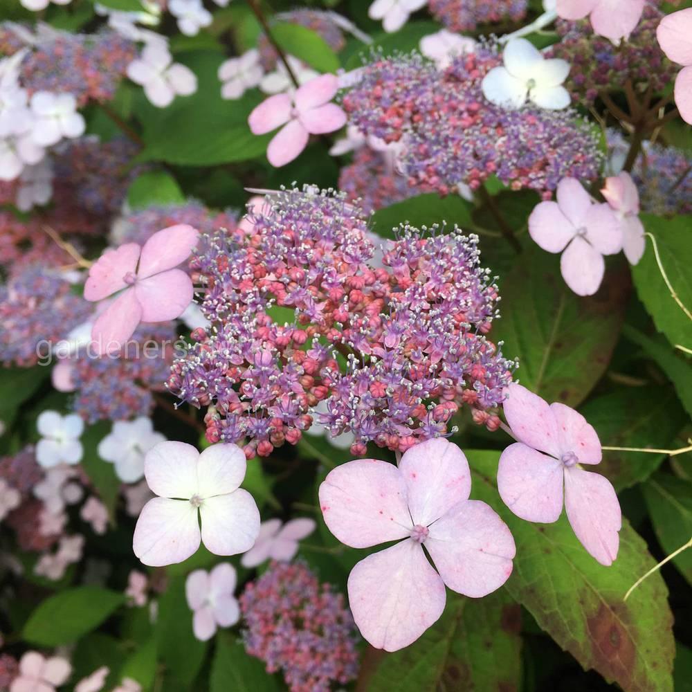 Гортензія пилкова Вірле (Veerle 3) (контейнер 3 л), фото 1