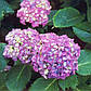 Гортензія крупнолистная Європа (контейнер 0,5л), фото 2