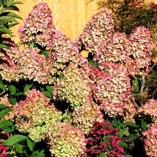 Гортензія Меджикал Кендал (Magical Candle 37) (контейнер 0.5л), фото 1