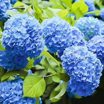 Гортензія Nikko Blue (контейнер 0,5)