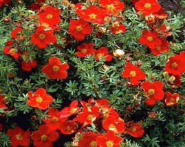 Лапчатка кущова Red Ace 2 річна, лапчатка чагарникова Ред Ейс, Potentilla fruticosa Red Ace, фото 4