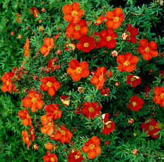 Лапчатка кущова Red Ace 2 річна, лапчатка чагарникова Ред Ейс, Potentilla fruticosa Red Ace, фото 5