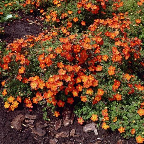 Лапчатка кущова Red Ace 2 річна, лапчатка чагарникова Ред Ейс, Potentilla fruticosa Red Ace, фото 1
