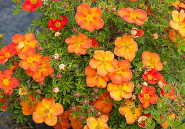 Лапчатка кущова Red Ace 2 річна, лапчатка чагарникова Ред Ейс, Potentilla fruticosa Red Ace, фото 3