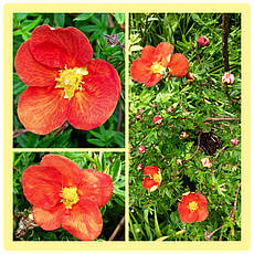 Лапчатка кущова Red Ace 2 річна, лапчатка чагарникова Ред Ейс, Potentilla fruticosa Red Ace, фото 6