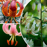 Лілії Мартагон оптом