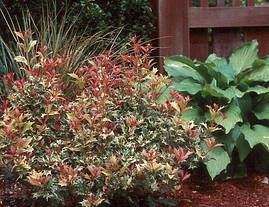 Османтус різнолистний Goshiki 3 річний, Османтус разнолистный Гошики, Osmanthus heterophyllus Goshiki, фото 3