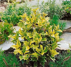 Османтус різнолистний Goshiki 3 річний, Османтус разнолистный Гошики, Osmanthus heterophyllus Goshiki, фото 2