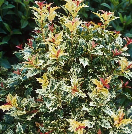 Османтус різнолистний Goshiki 3 річний, Османтус разнолистный Гошики, Osmanthus heterophyllus Goshiki, фото 1