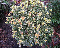 Османтус різнолистний Goshiki 3 річний, Османтус разнолистный Гошики, Osmanthus heterophyllus Goshiki, фото 5