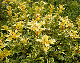 Османтус різнолистний Goshiki 3 річний, Османтус разнолистный Гошики, Osmanthus heterophyllus Goshiki, фото 4