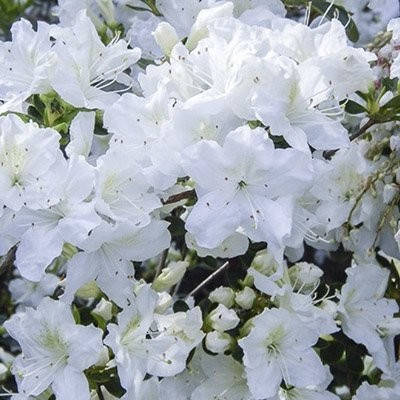 Азалія японська Schneesturm 4 річна, Азалія японська / рододендрон Шништурм, Azalea japonica Schneesturm, фото 1