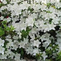 Азалія японська Schneesturm 4 річна, Азалія японська / рододендрон Шништурм, Azalea japonica Schneesturm, фото 3