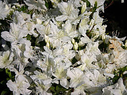 Азалія японська Schneesturm 4 річна, Азалія японська / рододендрон Шништурм, Azalea japonica Schneesturm, фото 5