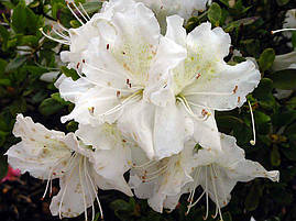 Азалія японська Schneesturm 4 річна, Азалія японська / рододендрон Шништурм, Azalea japonica Schneesturm, фото 4