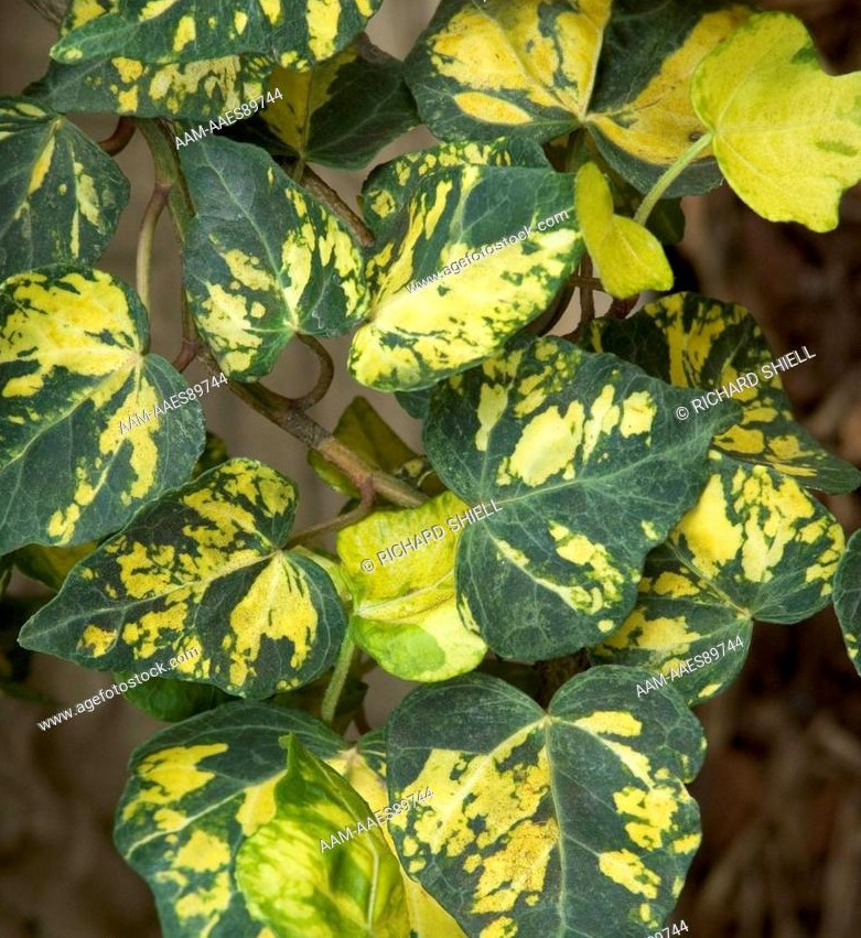 Плющ звичайний Golden Kolibri 2 річний, Плющ звичайний Голден Колібрі, Hedera helix Golden Kolibri / Midas