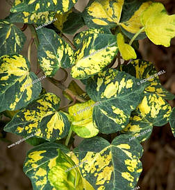 Плющ звичайний Golden Kolibri 2 річний, Плющ звичайний Голден Колібрі, Hedera helix Golden Kolibri / Midas