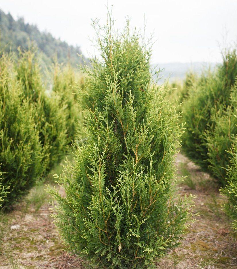 Туя західна Ауреоспіката (Thuja occidentalis Aureospicata) h-20-40 см у контейнері С2 л