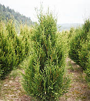 Туя західна Ауреоспіката (Thuja occidentalis Aureospicata) h-20-40 см у контейнері С2 л