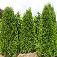 Туя західна Колумна (Thuja occidentalis Columna) h-40-60 см у контейнері С5 л