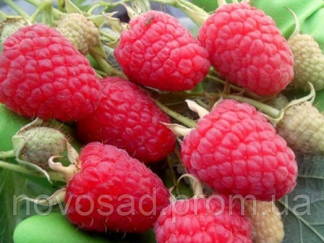 Малина "Маравілла"(Maravilla Raspberry), фото 1