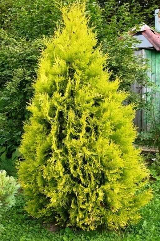 Туя західна Європ Голд Thuja occidentalis Europe Gold) h-20-40 см у контейнері С3 л