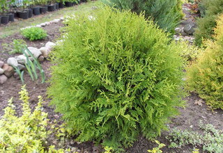 Туя західна Глобоза (Thuja occidentalis Globosa) h-30-40 см у контейнері С5/С7,5 л