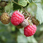 Малина "Октавія" (Octavia Raspberry)