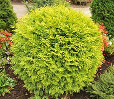 Туя западная Голден Глоуб  (Thuja occidentalis Golden Globe) а-30-40 см в контейнере С3 л