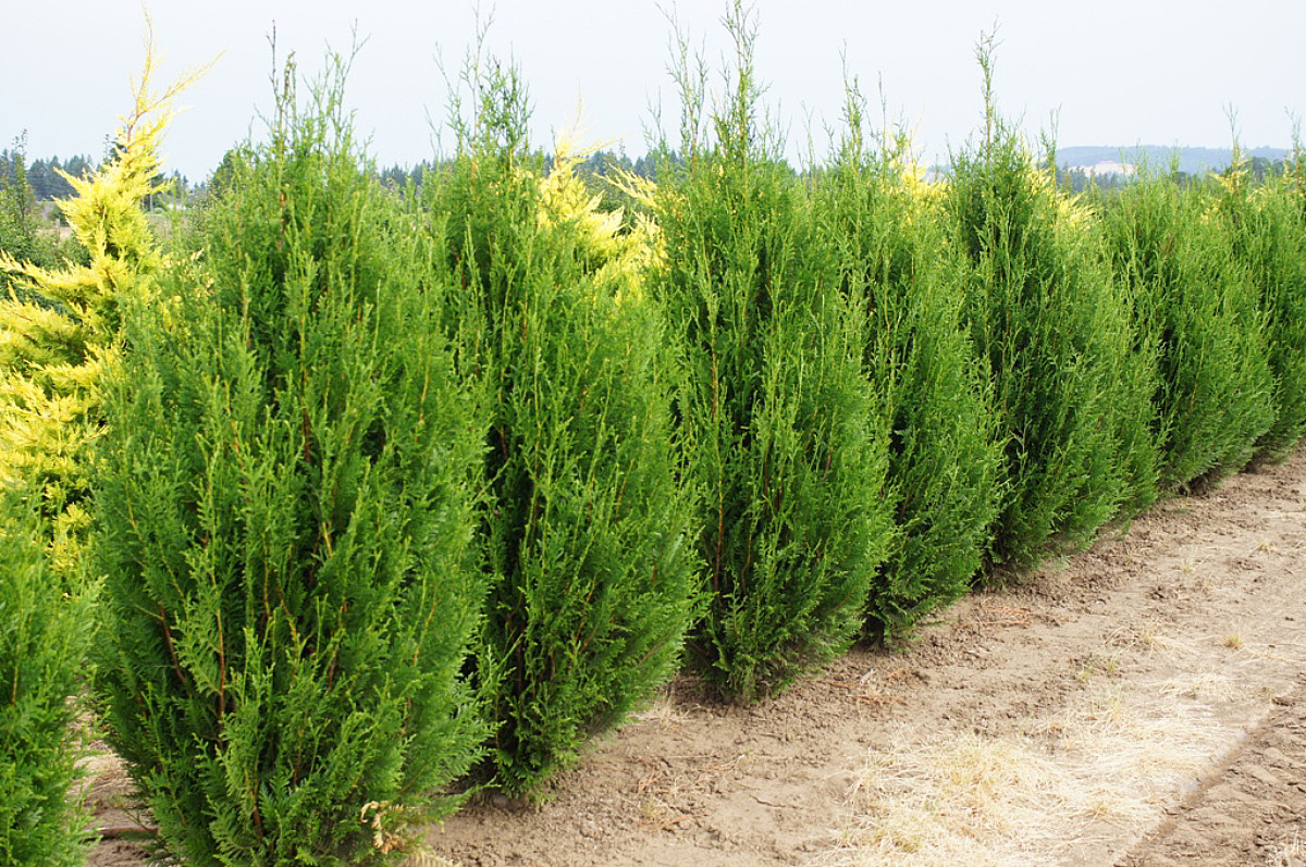 Туя складчаста Корник (Thuja plicata Kornik) h-20-30 см у контейнері С3 л