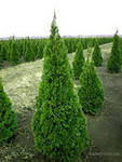 Туя західна Смарагд (Thuja occidentalis Smaragd) h - 30-50 см в горщику  С5/С7,5  л