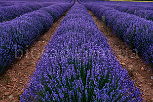 Лаванда Англійська Блу Кушн (Blue Cushion), фото 3