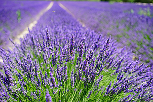 Лаванда Англійська Блу Сент (Blue Scent), фото 3