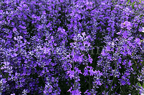 Лаванда Англійська Блу Сент (Blue Scent), фото 1