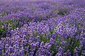 Лаванда Англійська Блу Сент (Blue Scent), фото 4