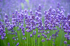 Лаванда Англійська Блу Сент (Blue Scent), фото 5