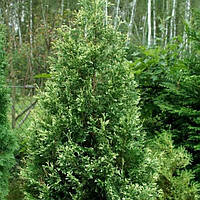 Туя западная Изумруд Уайт (Thuja occidentalis White Smaragd) h-20-30 см в контейнере С3 л