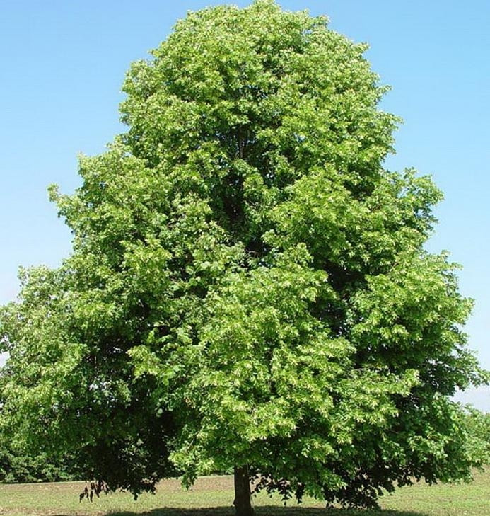 Саджанці липи крупнолистої