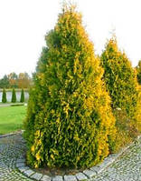 Туя західна Санкіст (Thuja occidentalis Sunkist) h - 40-60 см в горщику С7.5 л