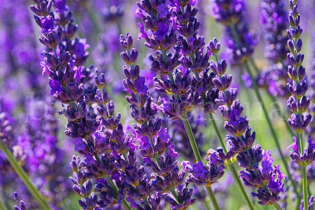 Лаванда Англійська Дварф Блу (Dwarf Blue)